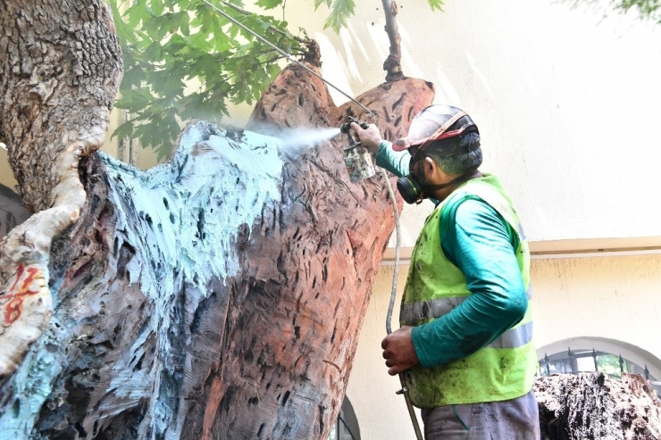 İzmir’de Yüzyıllık Çınarlara “Gençlik Aşısı”