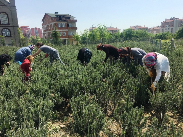 İzmitli Kadınlar Lavanta Bahçesinde Temizlik Yaptı