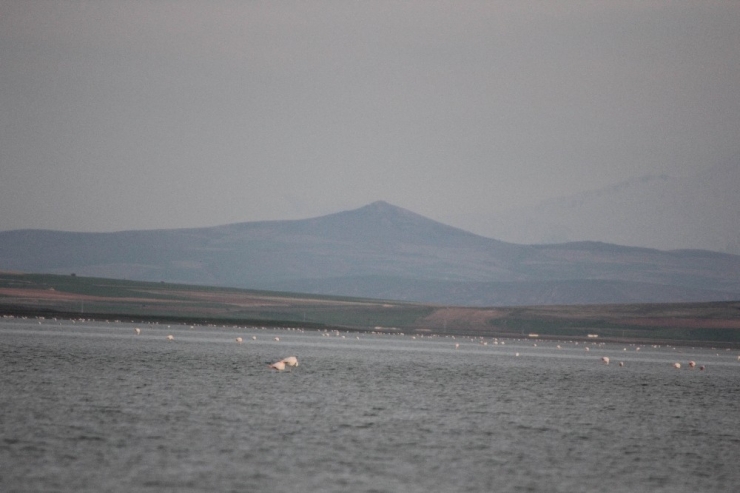 Seyfe Gölüne Kuş Akını
