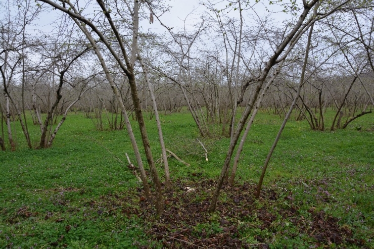Ordu’da Örnek Fındık Bahçeleri İle Verim 4 Kat Arttı