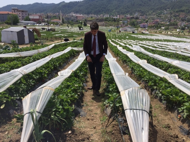 Suriyeli Türkmenler Çilek Hasadına Başladı