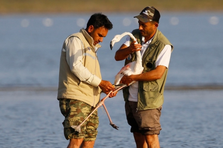 Adana’da Misinalara Takılan ’Allı Turna’ Kurtarıldı
