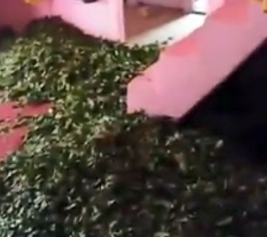 Üretici Çayını Satamayınca...