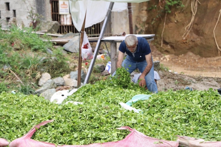 Acele Eden Çay Üreticisi, Aracıların Kurbanı Oldu