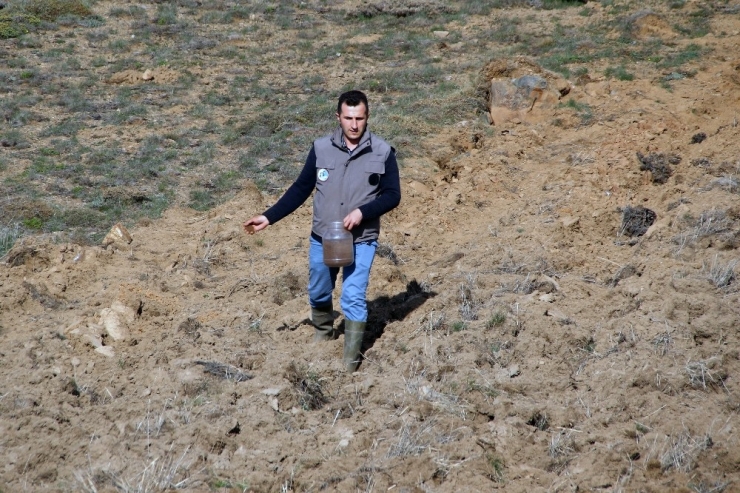 Gümüşhane’de Tarlalar Yaban Hayatı İçin Ekiliyor