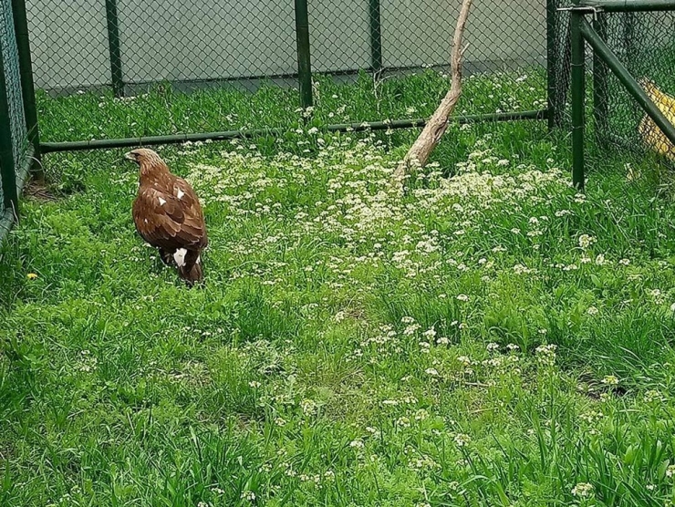 Tedavisi Tamamlanan Kara Akbaba Özgürlüğe Kanat Çırptı