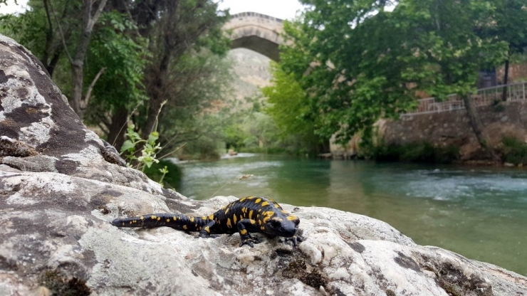 Koruma Altındaki ’Benekli Semenderler’ Tunceli’de Görüntülendi