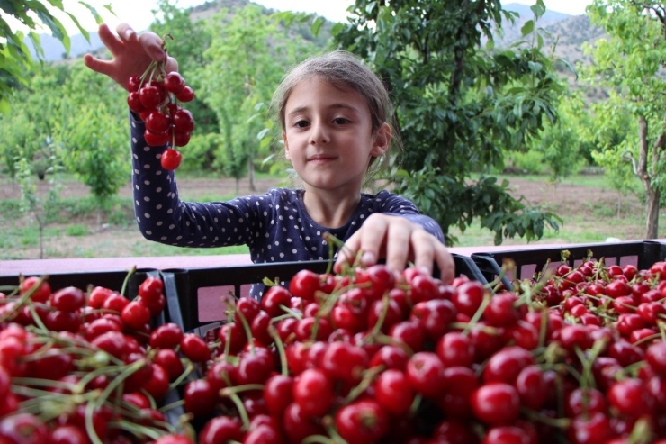 Amasya’da Kirazlar 20 Gün Erkenden Oldu