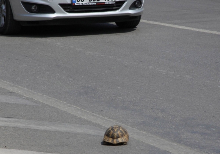 Antalya’da Sürücünün Kaplumbağa Duyarlılığı