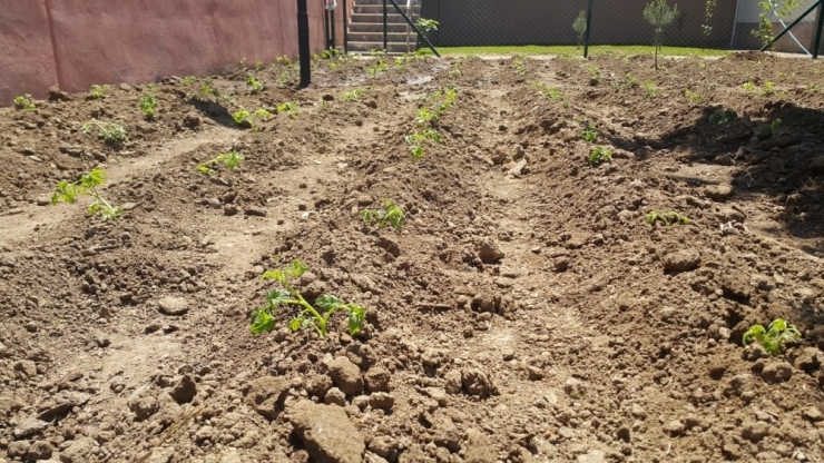 Bursa’da Gençler Toprakla Buluştu