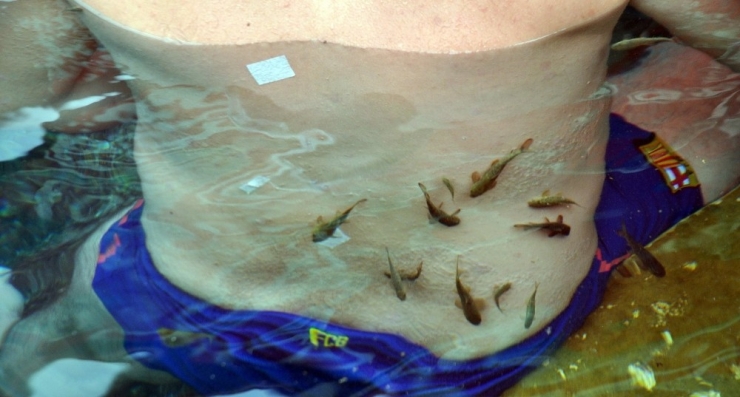 ’Doktor Balıklar’ Tehlike Altında