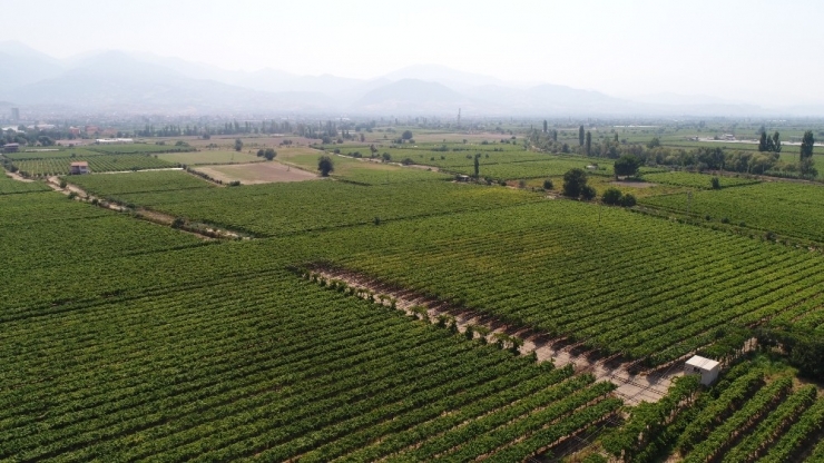 Tarım Arazileri Türkiye’de Azaldı Manisa’da Arttı