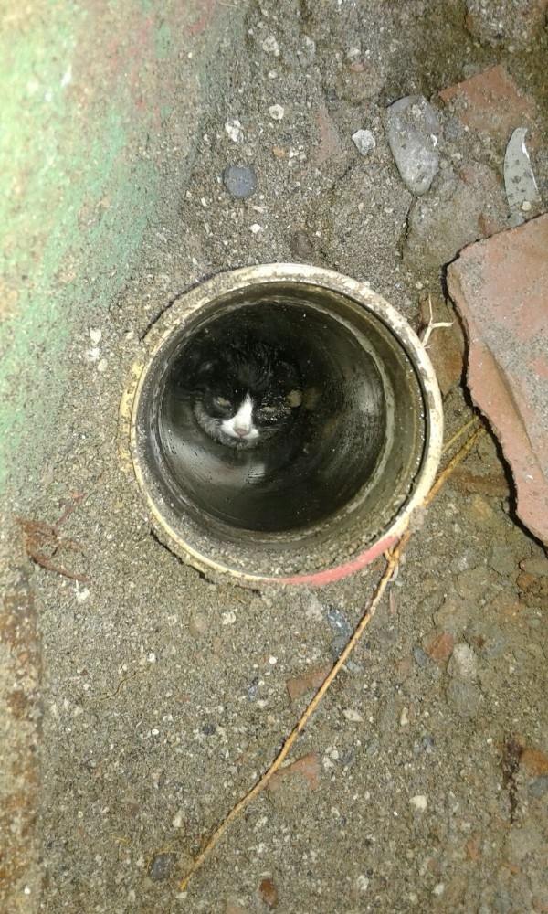 Gider Borusuna Giren Yavru Kediyi Cankur Kurtardı