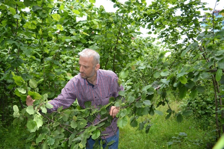 Fındıkta Düşük Rekolte Beklentisi