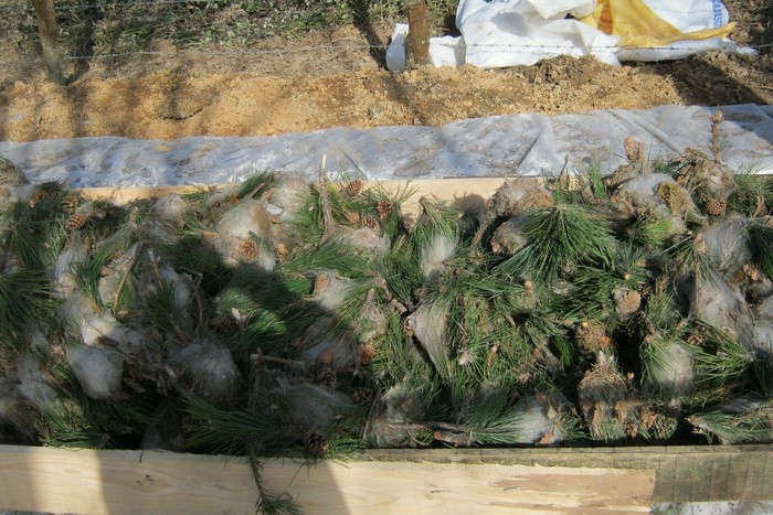 Düzce’de Çam Kese Böceği Zararlısına Karşı Mücadele Devam Ediyor