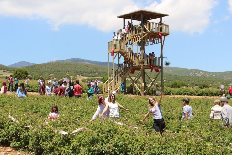 Festivalin Ardıçlı Ayağında Yoğunluk Yaşandı