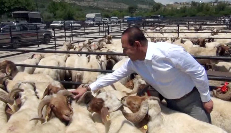 Kozan’da Küçükbaş Hayvan Yetiştiricilerine Damızlık Koç Dağıtıldı