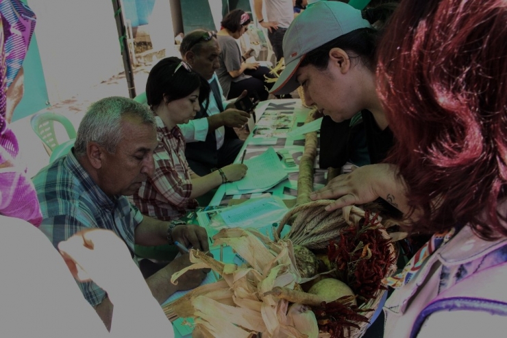 Bu Kabak Neredeyse 2 Metre Boyunda