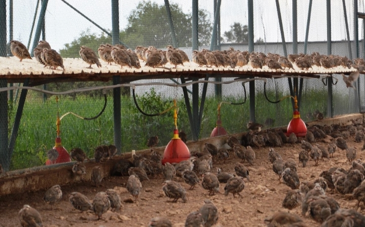 Malatya’dan Anadolu’ya 107 Bin Keklik Salındı