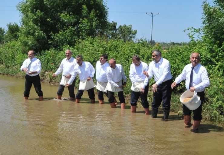 Bafra Ovası’nda Çeltik Tohumları Suyla Buluştu