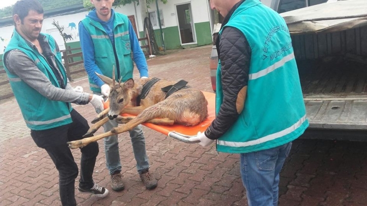 Giresun’da Bulunan 2 Yaralı Karaca Tedavilerinin Ardından Doğal Yaşama Bırakıldı