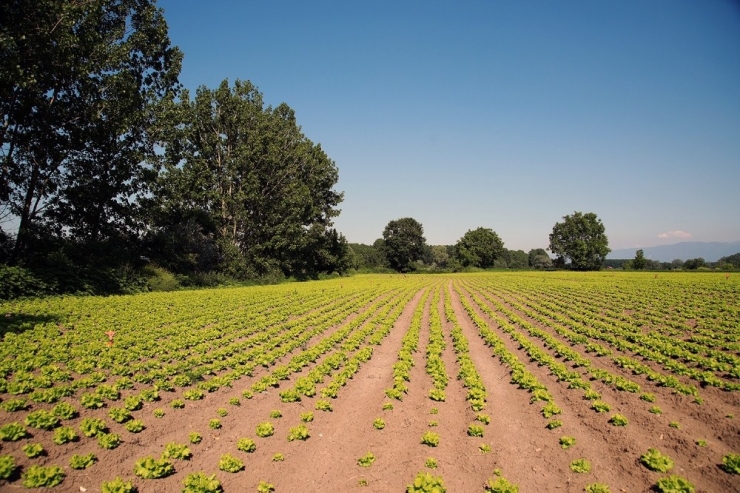Sakarya’da Çiftçilerin Yüzü Gülüyor