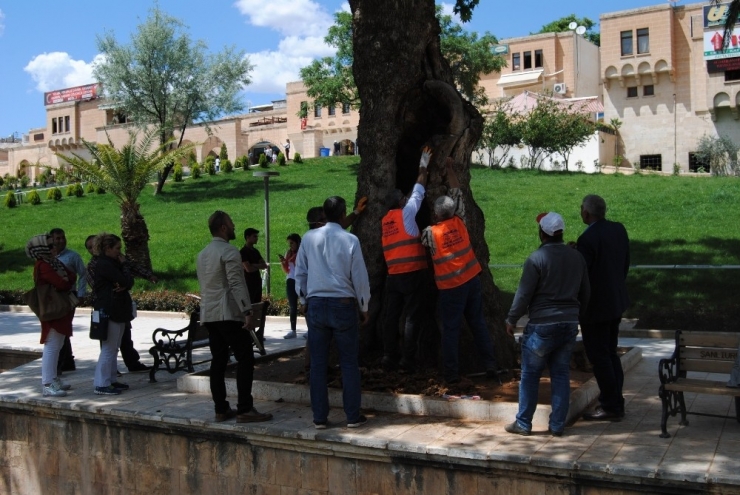 Asırlık Ağaçlara Özel Bakım