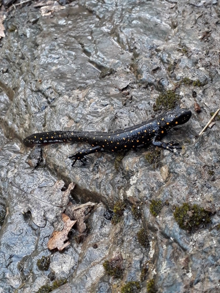 "Anadolu Benekli Semenderi" Nazımiye’de Görüntülendi