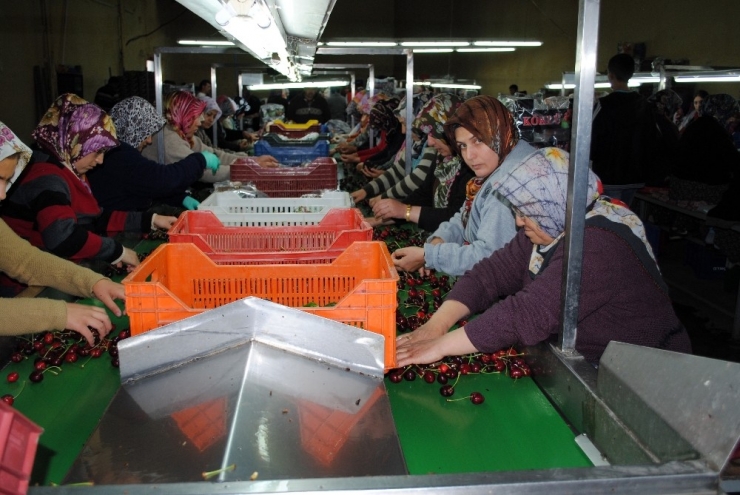Eğirdir’den Dünyaya Kiraz İhracaatı