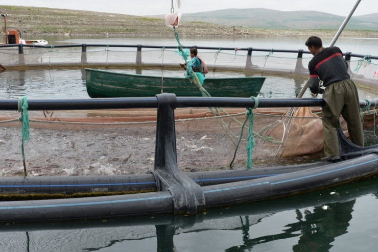 Kayseri’nin Denizi Yok Ama Balık İhracatı Çok