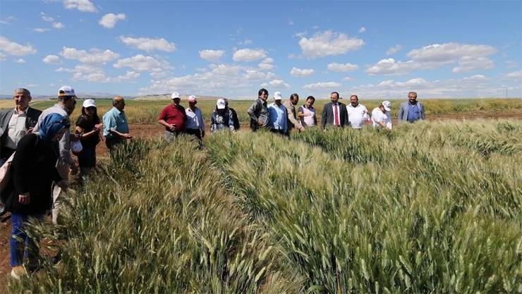 Osmaniyeli Nohut Üreticilerine Adıyaman Gezisi