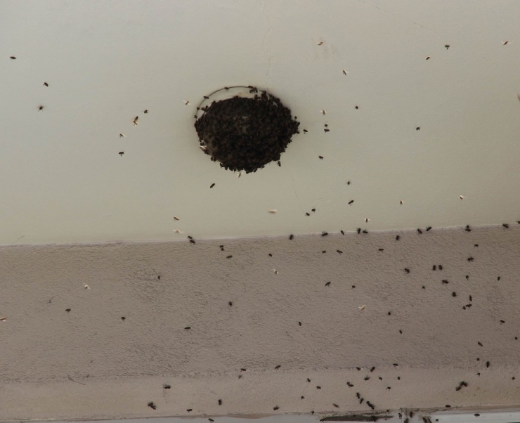 Oğul Veren Arılar Balkonu Sardı