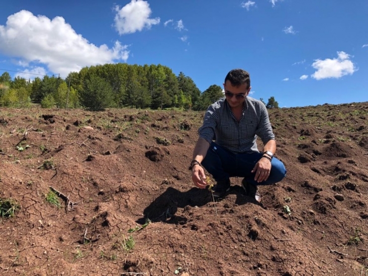 Dünyada “Kara Elmas” Olarak Bilinen Trüf Mantarı Giresun’da Da Yetiştirilecek