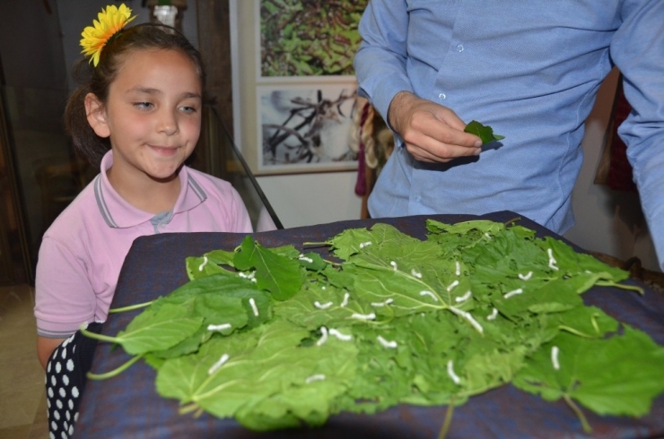 Müzede Bulunan İpek Böcekleri Ziyaretçilerini Ağırlıyor