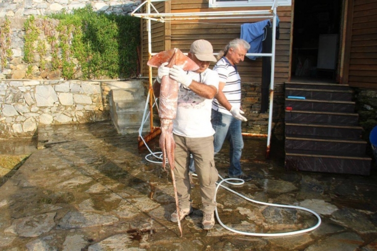 Kuşadası Körfezi’nde Sahile Dev Kalamar Vurdu