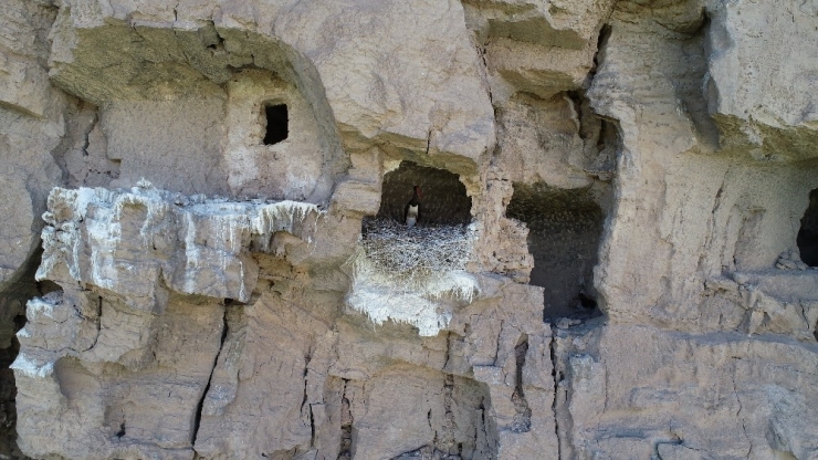 Karaleylek Kendini Gösterdi