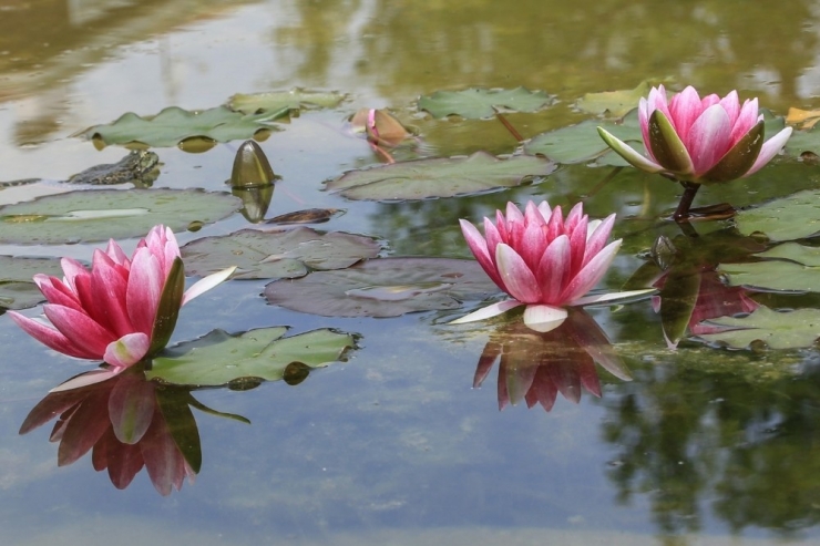 140 Çeşit Nilüfer Çiçek Açtı