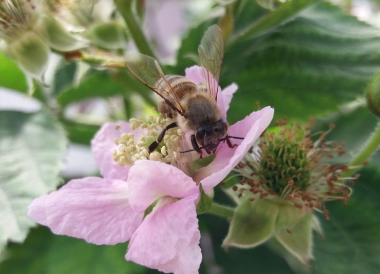 Ordu, Dünya Balının Yüzde 1’ini Üretiyor