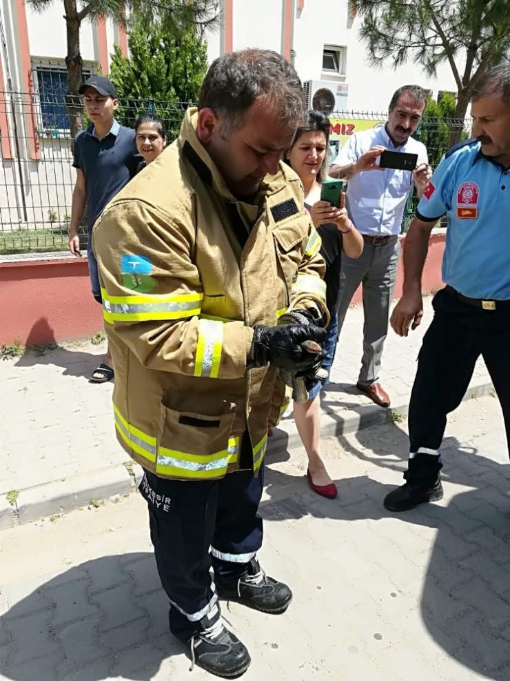 Edremit’te Yakalanan 4 Metre Boyundaki Yılanın Sırrı Çözüldü