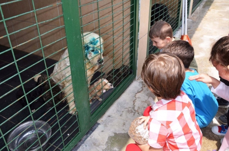 Minik Öğrencilere Hayvan Sevgisi Aşılandı