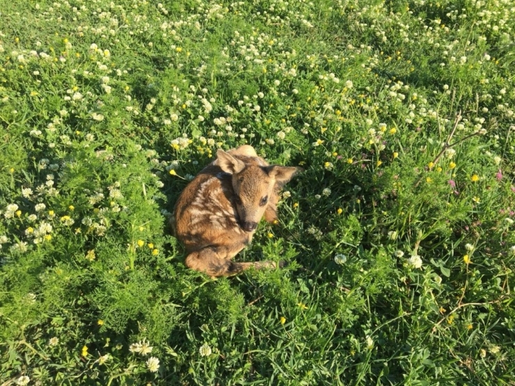 Annesinden Ayrı Kalan Yavru Karacaya Sahip Çıktılar