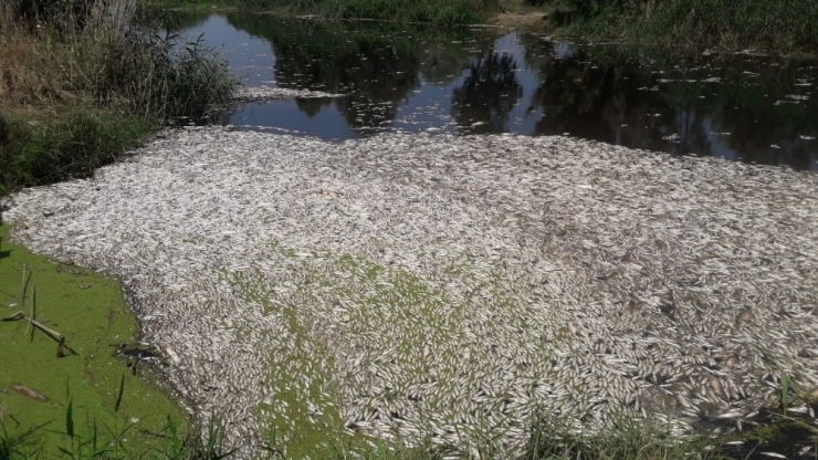 Söke’de Toplu Balık Ölümleri