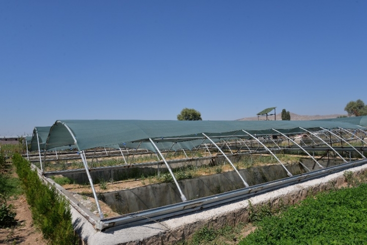 Kayseri’de Ürettiği Sülükleri Dünyaya Pazarlıyor