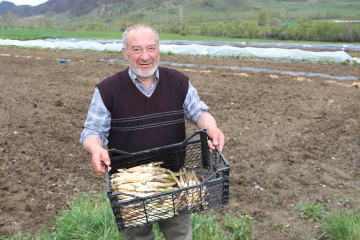 Köyüne Dönen Gurbetçi Kuşkonmaz Üretimine Başladı