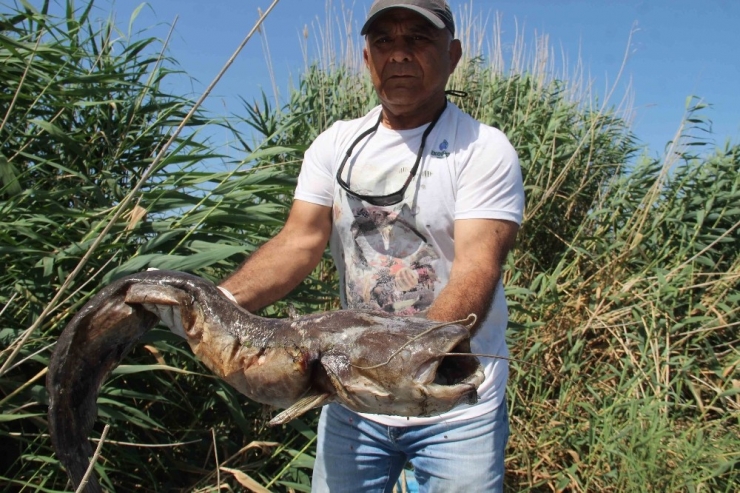 Söke’deki Ölü Balıklar Ege Denizi’ne Ulaştı