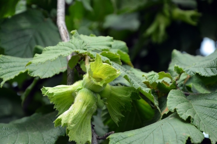 Inc’ye Rekolte Tepkisi