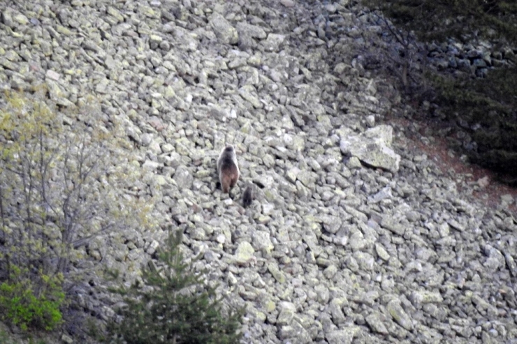 Anne Ve Yavru Boz Ayı Gümüşhane’de Kameralara Takıldı