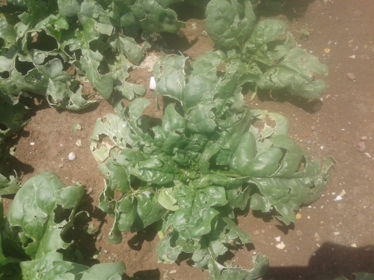 Çiftçi Dolu Zararının Karşılanmasını Bekliyor