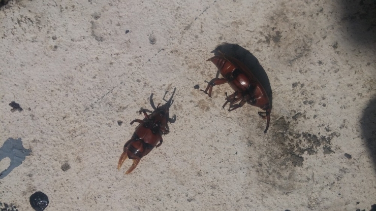 Akdeniz’in Simgesi Palmiyeler Koruma Altında