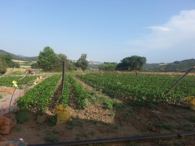 Osmaniye’nin Sebze "Bahçe"si
